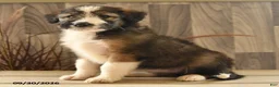 Mixed Breed dogs for sale: Precious Princess - Ad 2