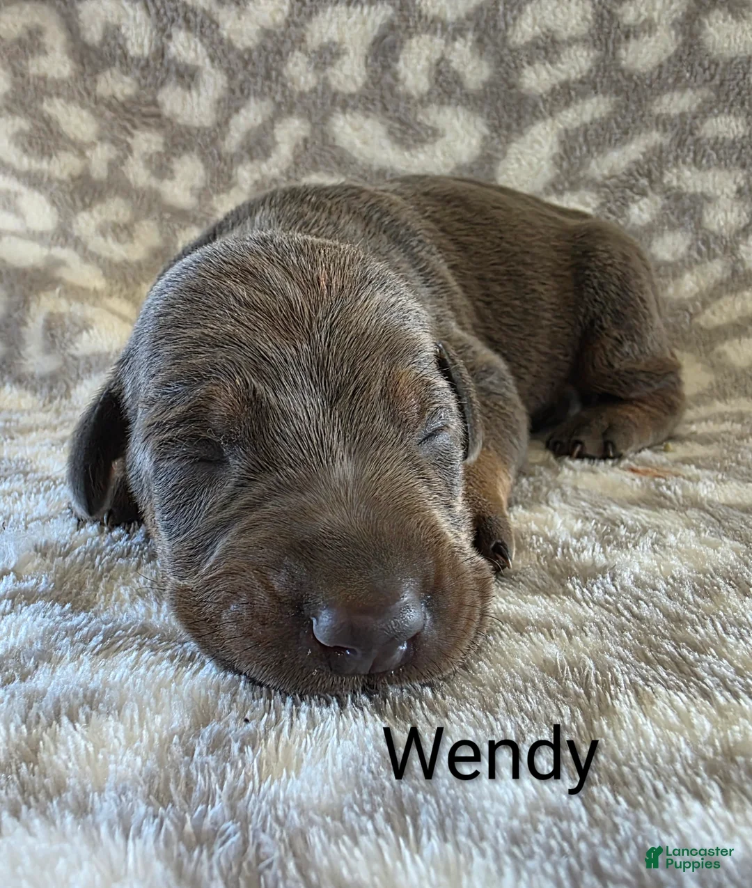 Doberman Pinscher dogs for sale: Doberman Pinscher Puppy 9 - Ad 1