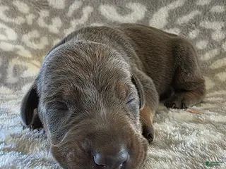 Doberman Pinscher dogs Doberman Pinscher Puppy 9 - Ad 11