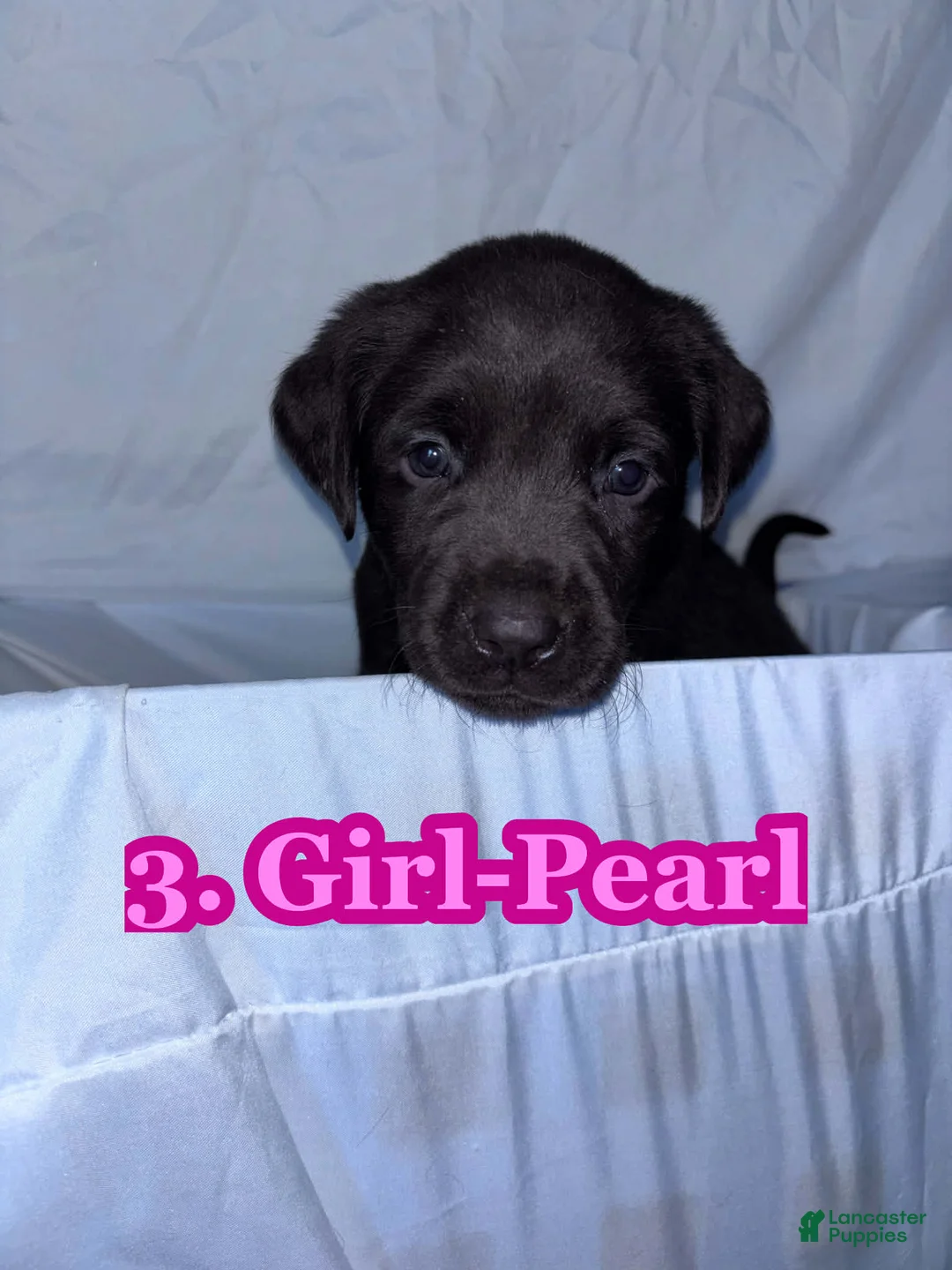 Labrador Retriever dogs for sale: Labrador Retriever Puppy 4 - Ad 1