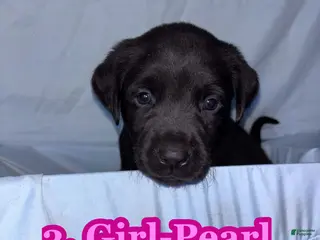 Labrador Retriever dogs Labrador Retriever Puppy 4 - Ad 22