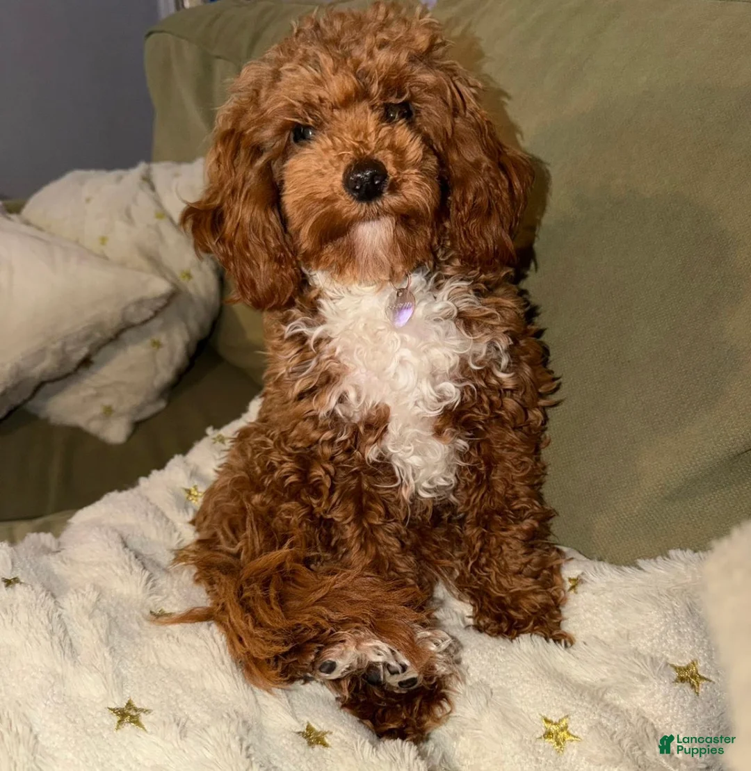 Miniature Poodle dogs for sale: Miniature Poodle Puppy 1 - Ad 3