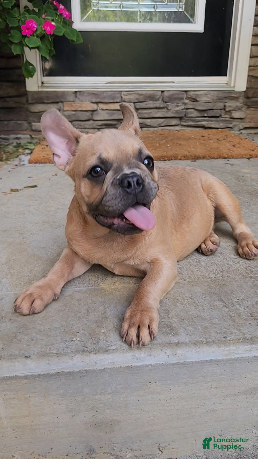 French Bulldog dogs Dixon - Ad 1