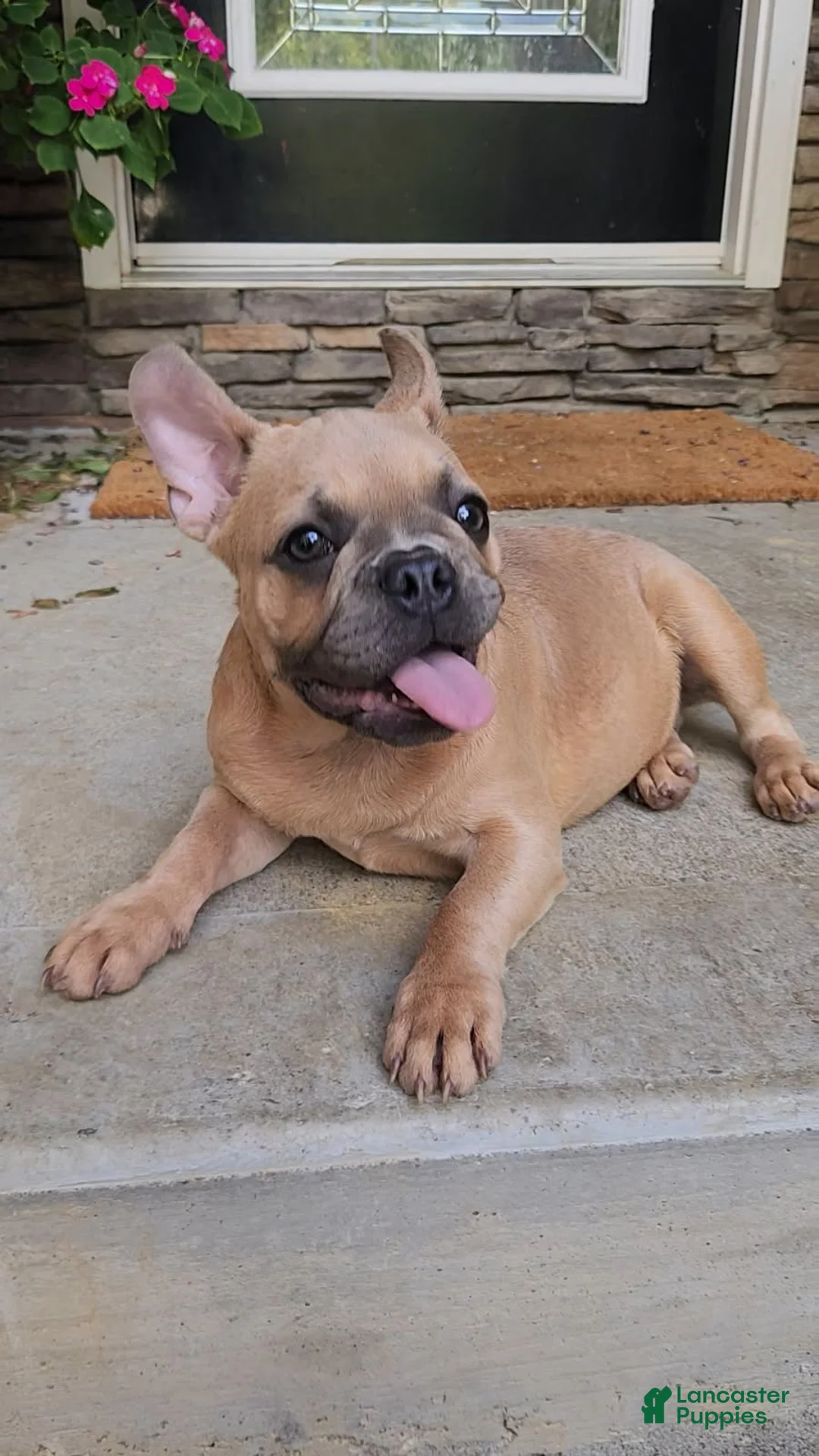 French Bulldog dogs for sale: Dixon - Ad 5
