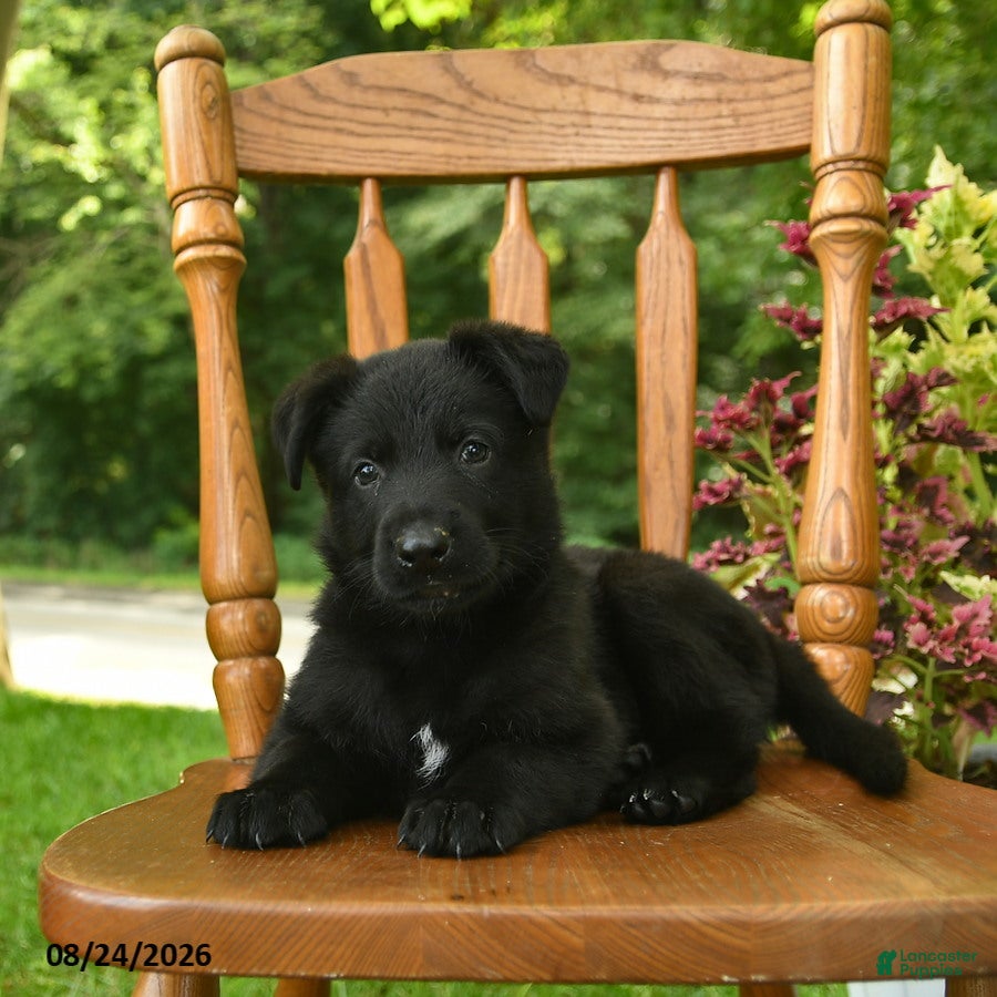 German Shepherd dogs Bentley  - Ad 2