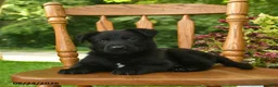 German Shepherd dogs for sale: Bentley  - Ad 2