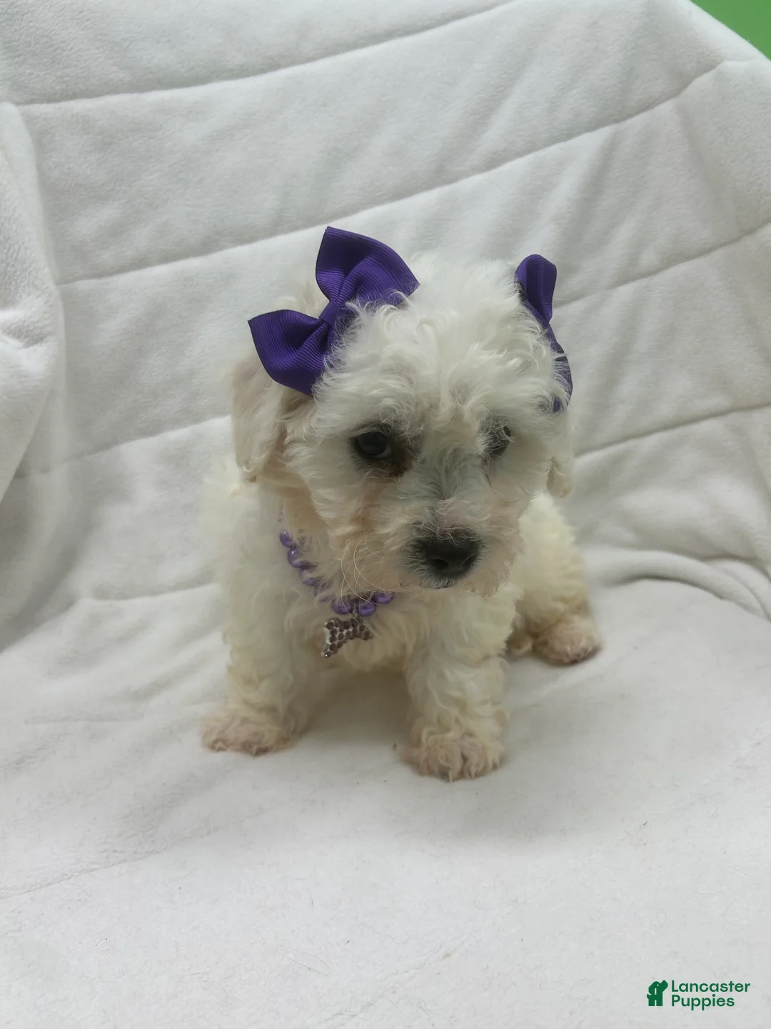 Bichon Frise dogs for sale: Bichon Frise Puppy 2 - Ad 4