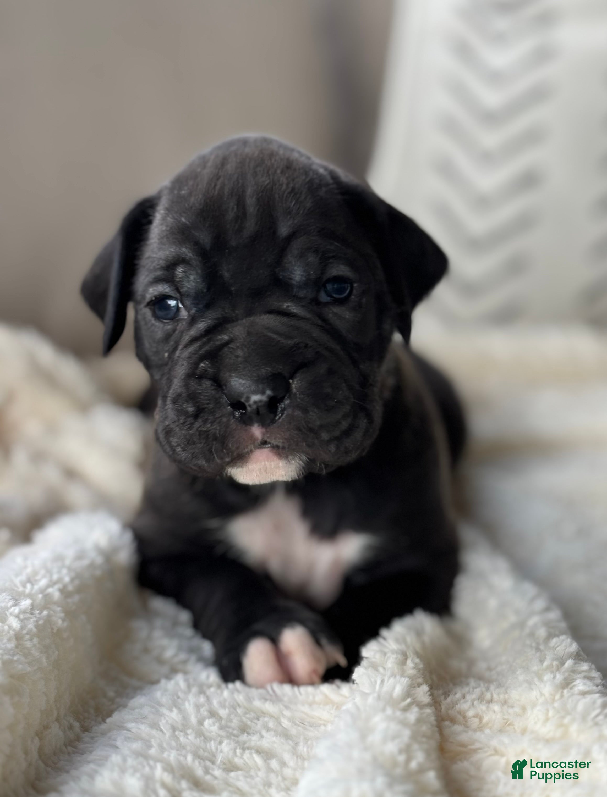 Boxer dogs Hunter - Ad 2