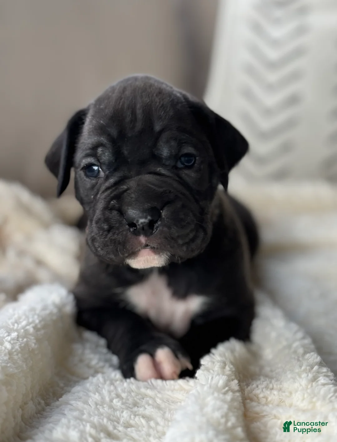 Boxer dogs for sale: Hunter - Ad 2