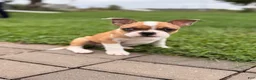 Frenchton dogs for sale: Zotz - Ad 4