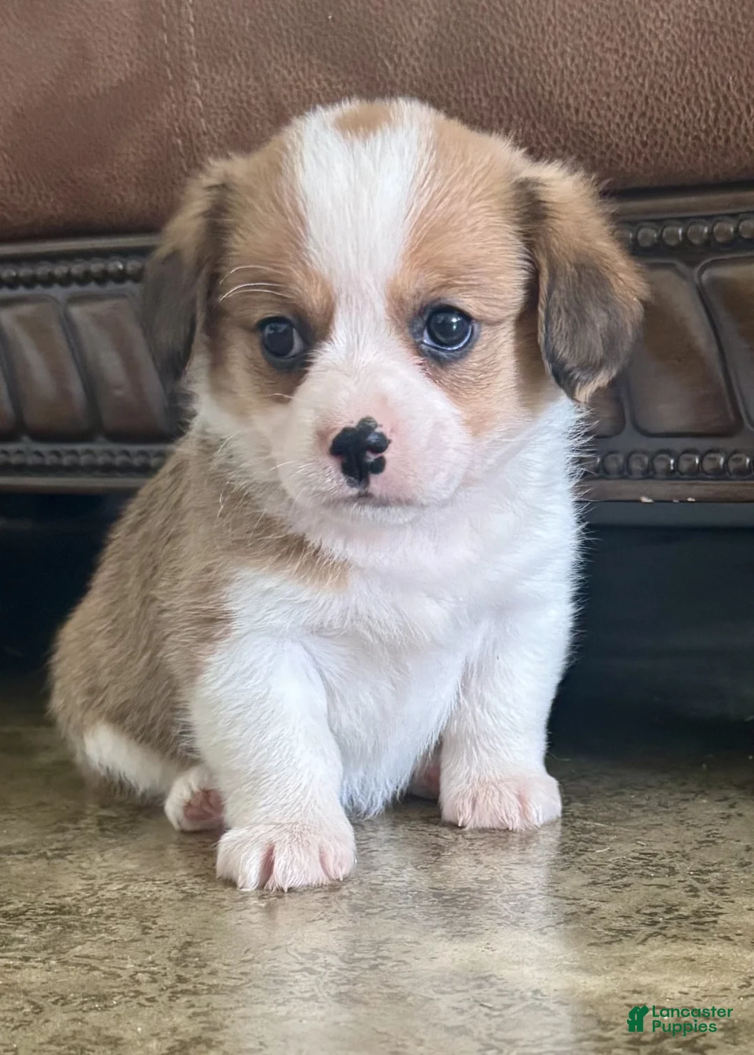 Mixed Breed dogs for sale: Daisy - Ad 2