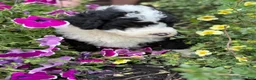 Portuguese Water Dog dogs for sale: Sharkie - Ad 5