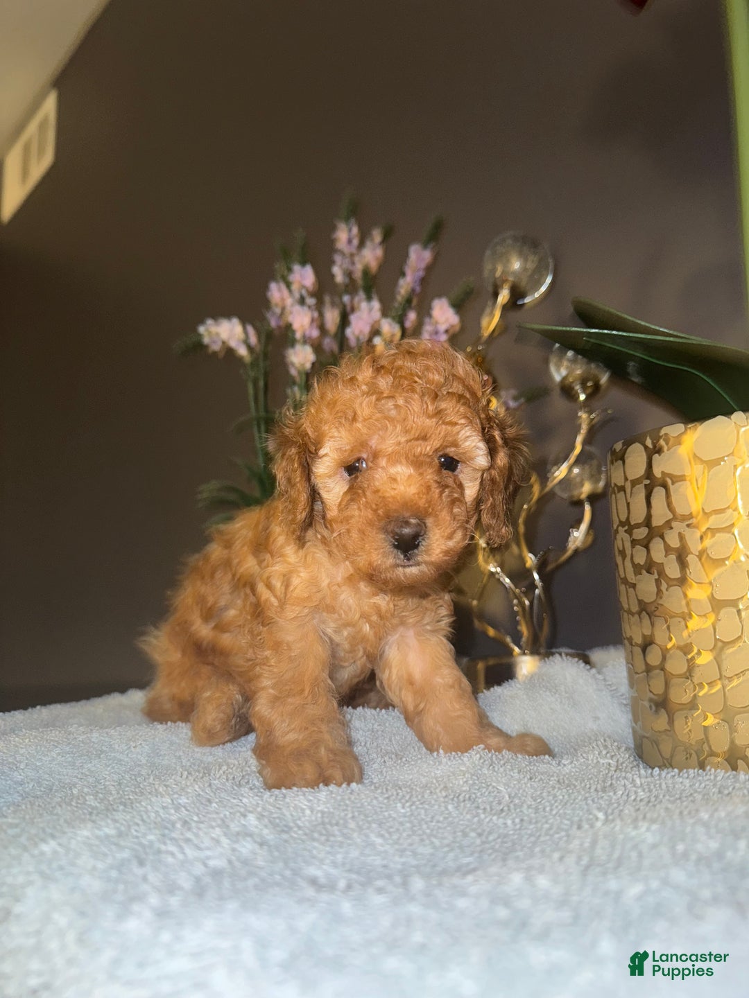 Miniature Poodle dogs for sale: Miniature Poodle Milo - Ad 18