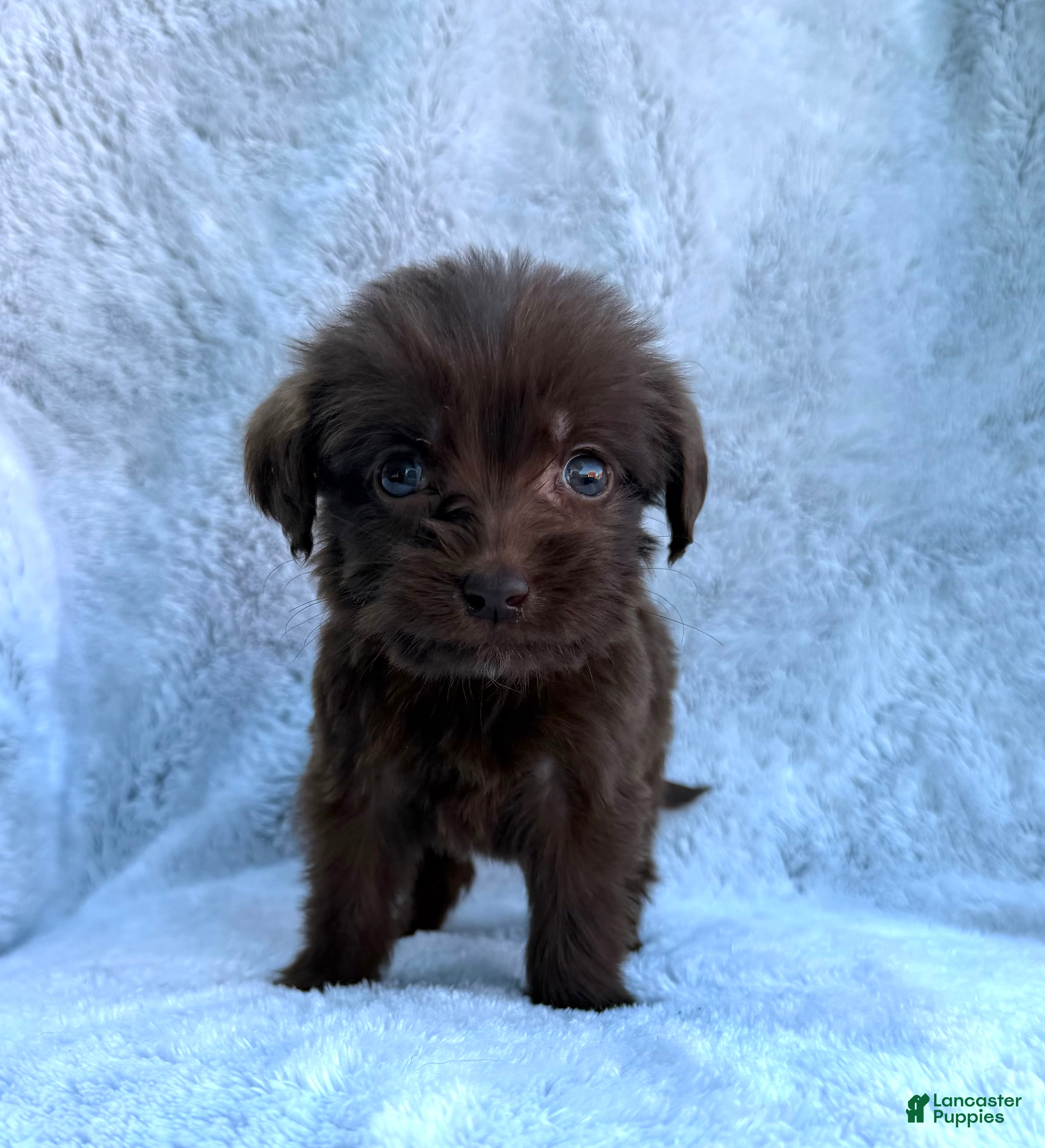 Labradoodle dogs Bella - Ad 1