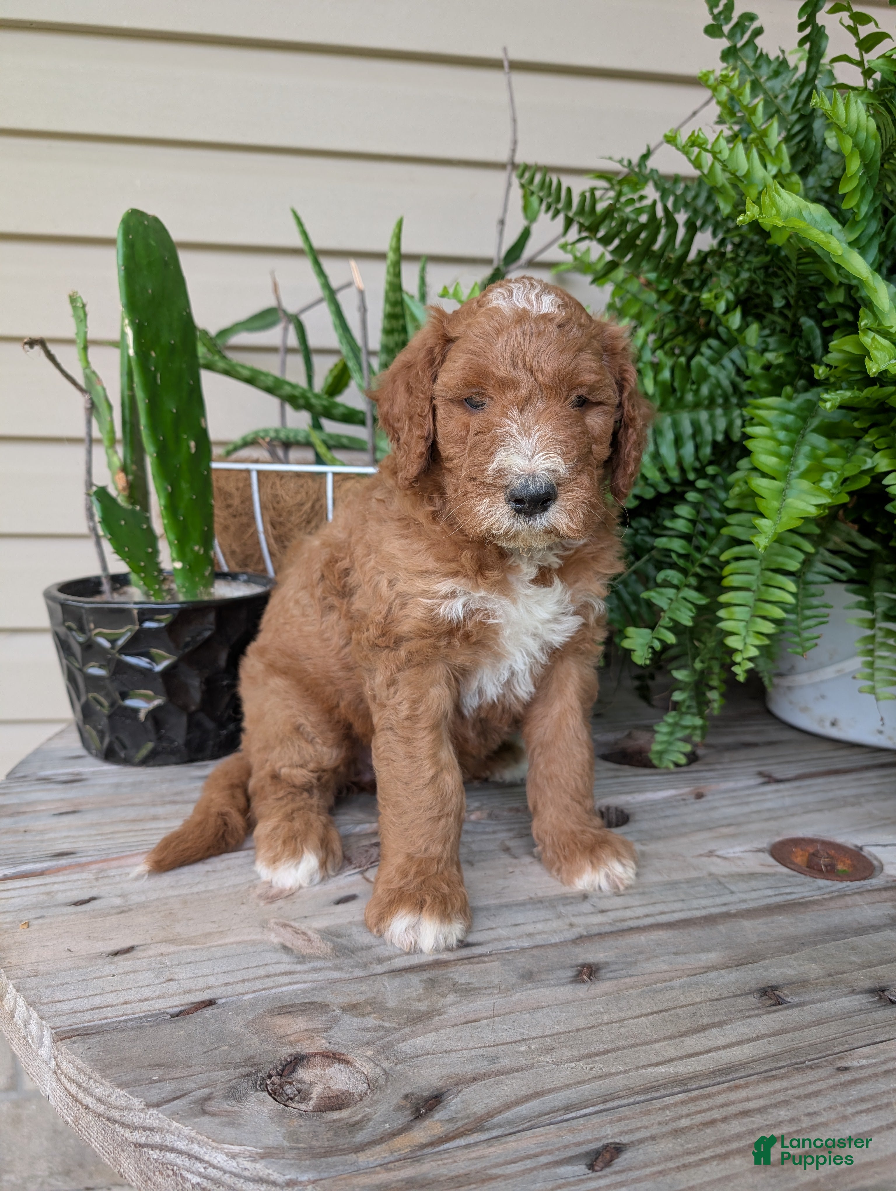 Goldendoodle dogs Lela  - Ad 1