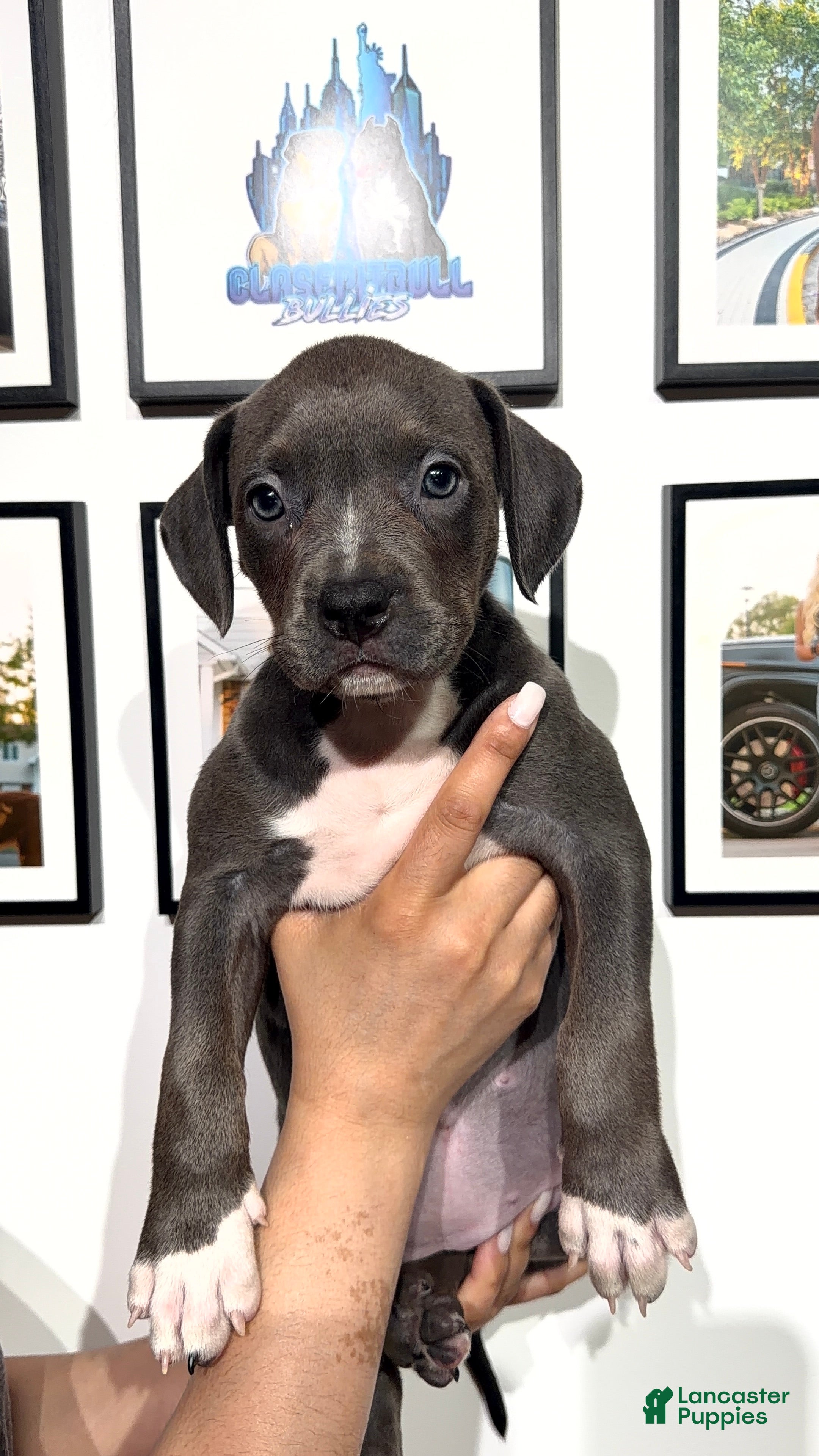 American Bully dogs for sale: American Bully 1 - Ad 1