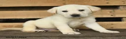 Labrador Retriever dogs for sale: Frost  - Ad 3