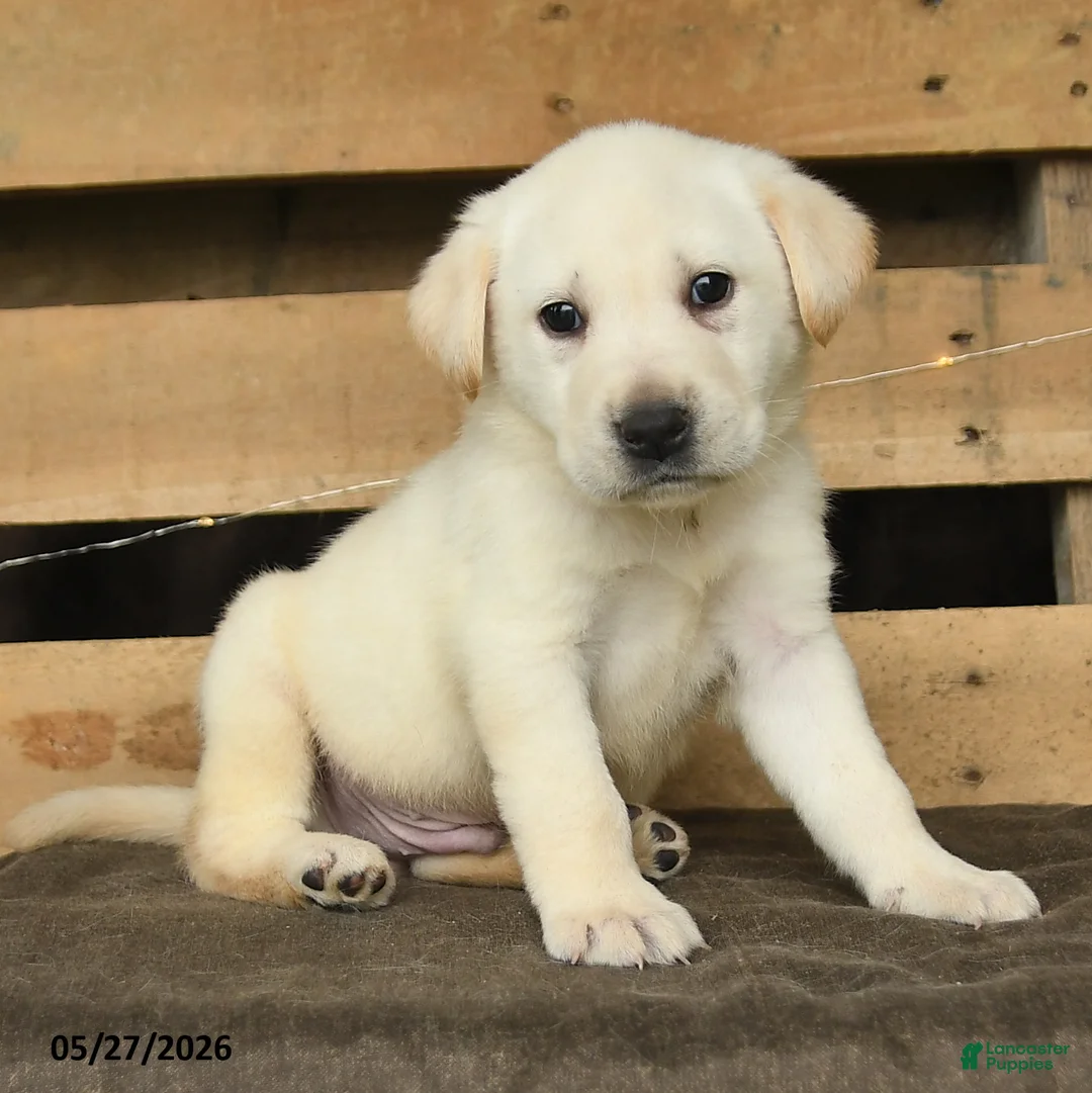Labrador Retriever dogs for sale: Frost  - Ad 3