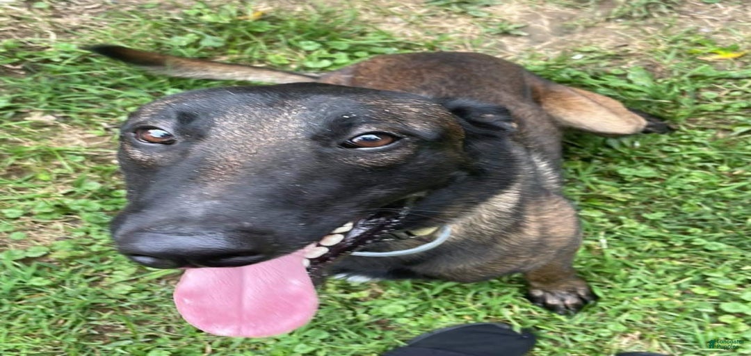 Gallery Image {{count}}