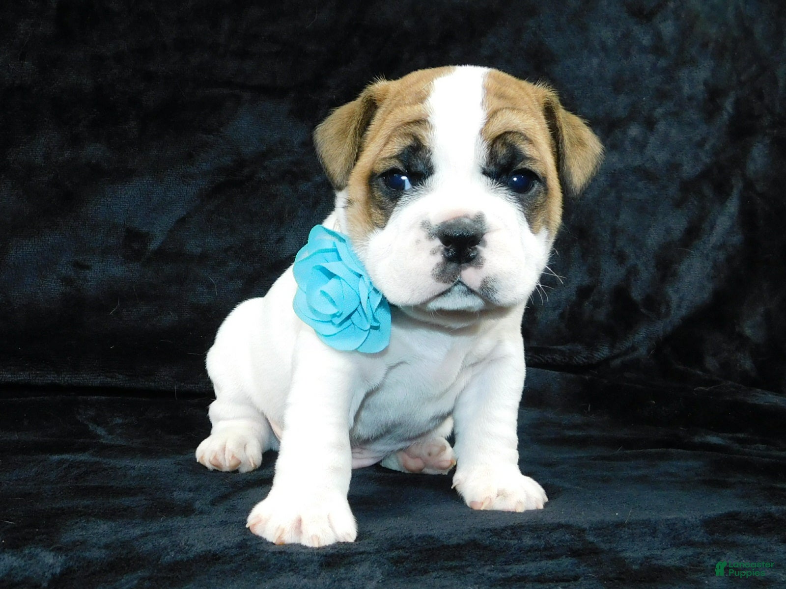 Mixed Breed dogs Wrinkles - Ad 2