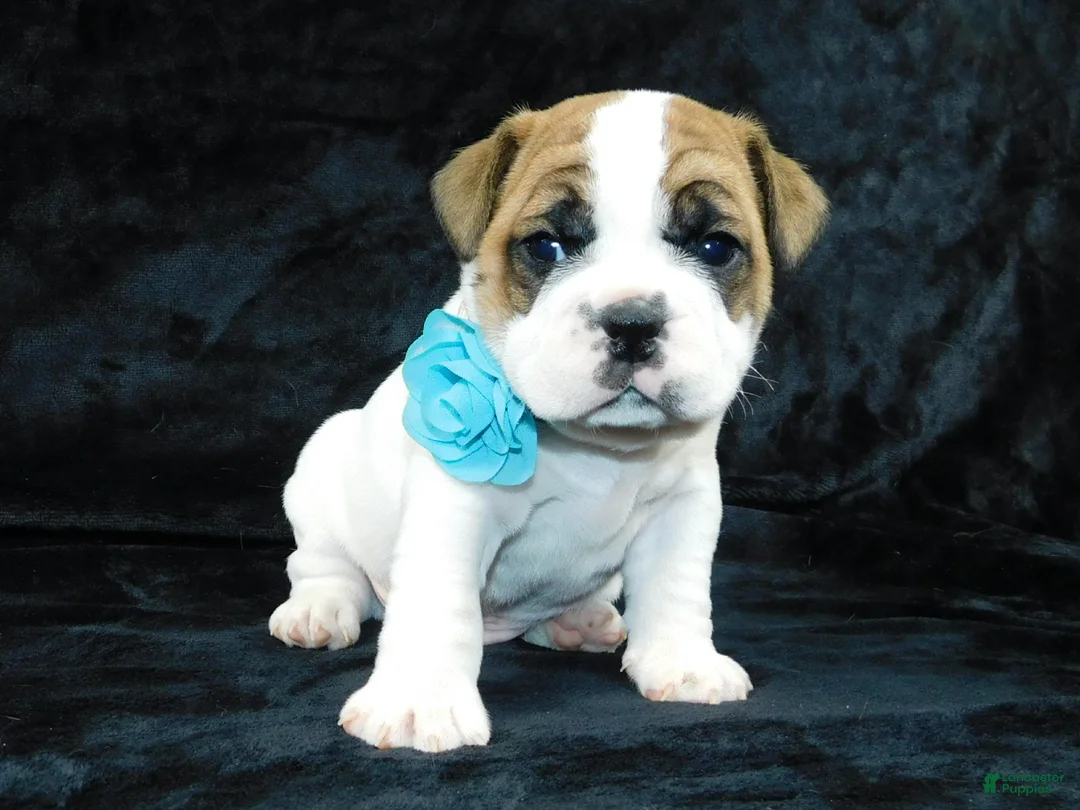 Mixed Breed dogs for sale: Wrinkles - Ad 2