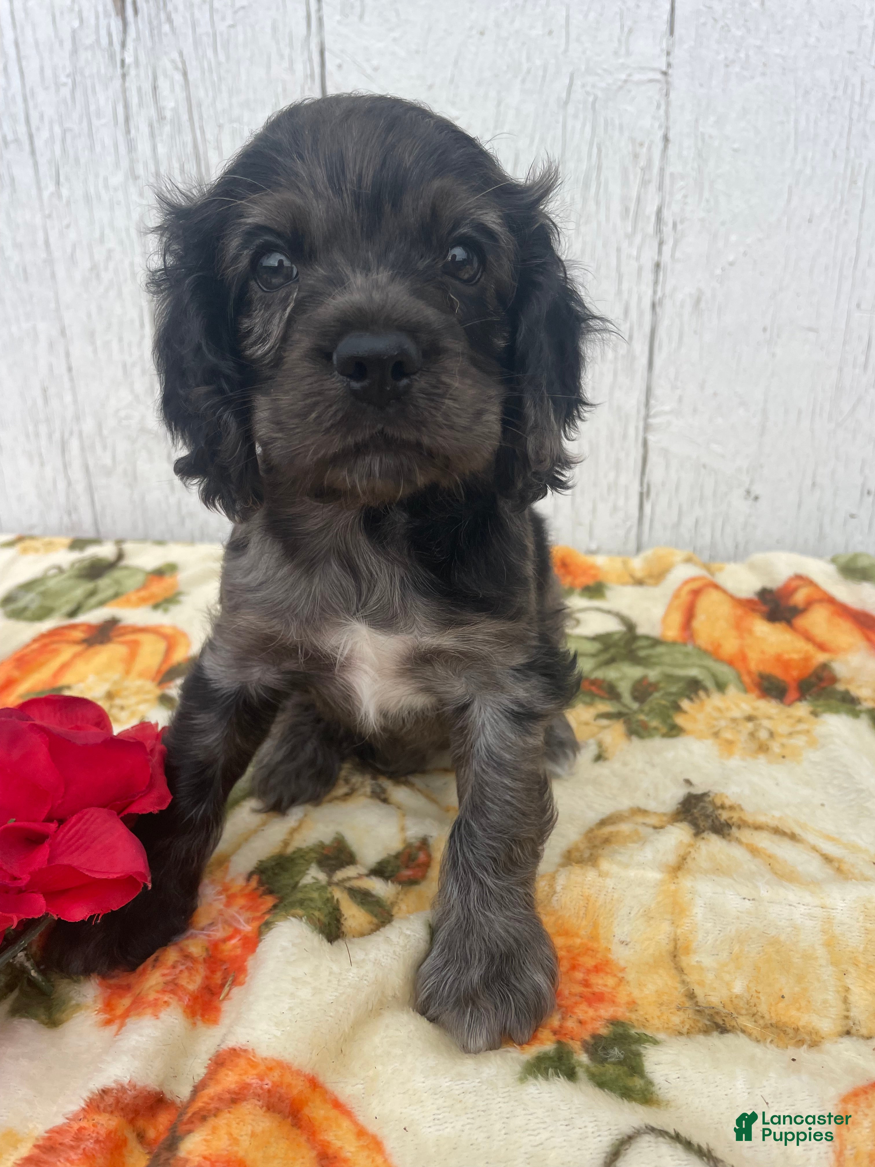 Cocker Spaniel dogs Popcorn - Ad 1