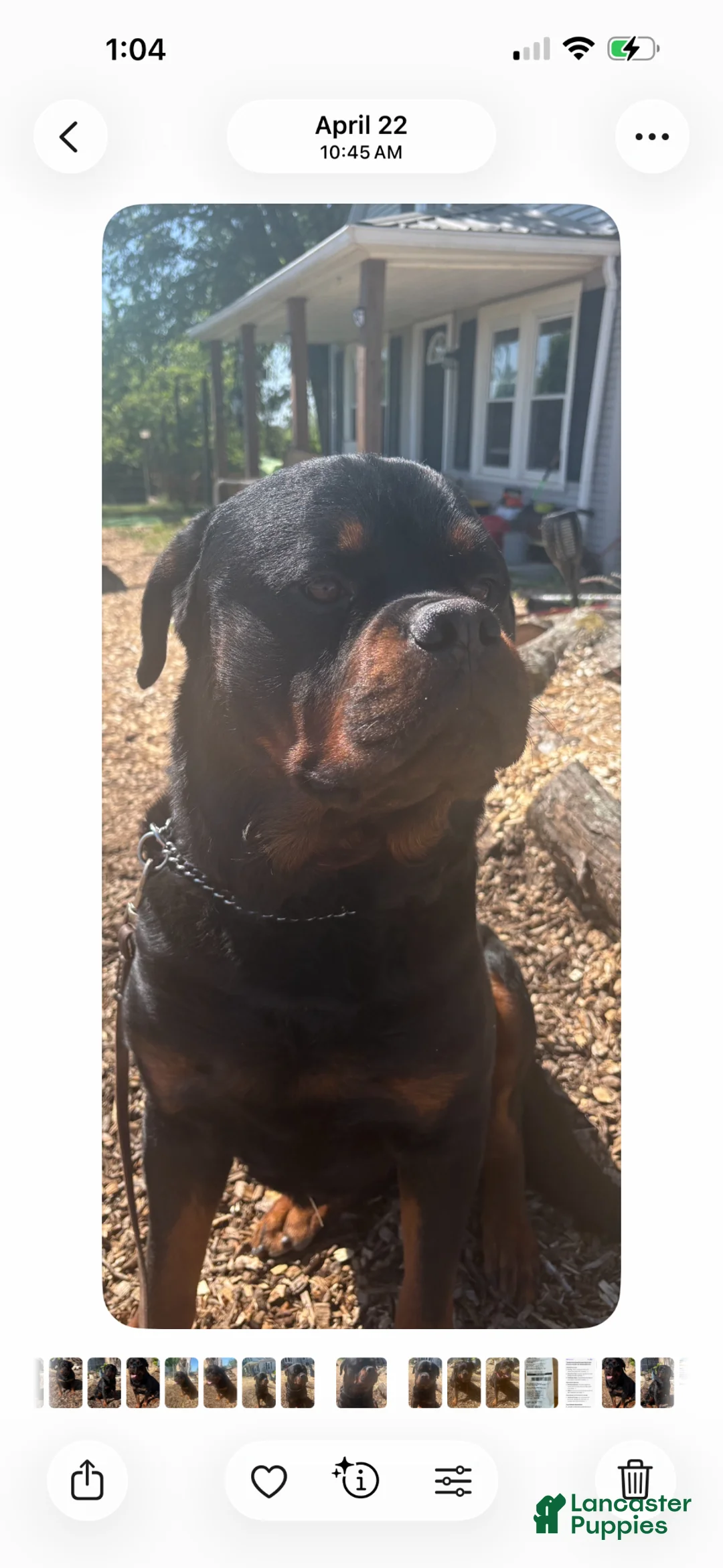 Rottweiler dogs for stud: German Rottweiler male up for stud - Ad 2