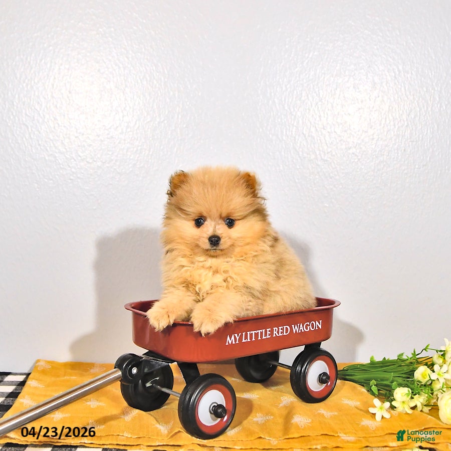 Pomeranian dogs Pippin - Ad 1