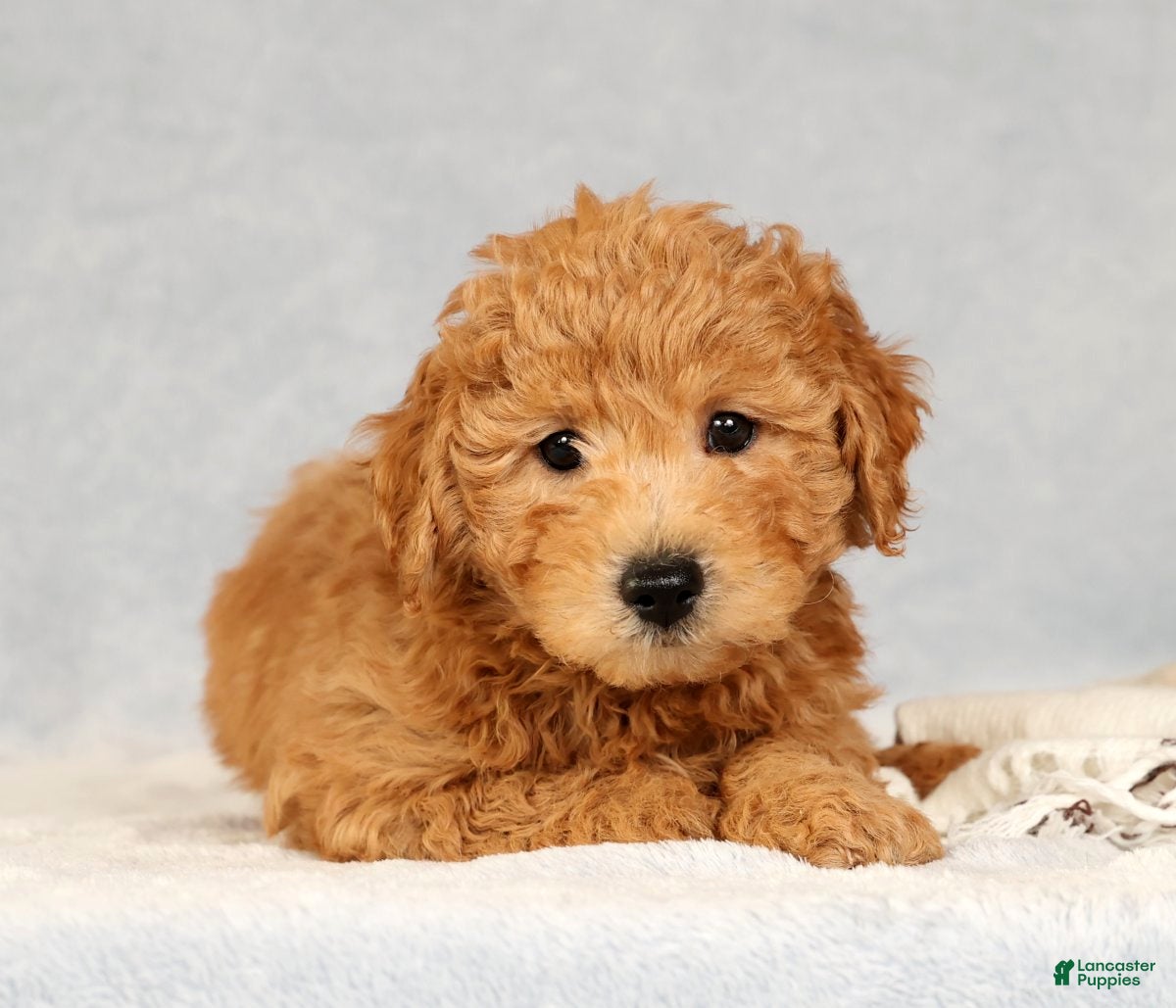 Bichpoo dogs Carson - Ad 2