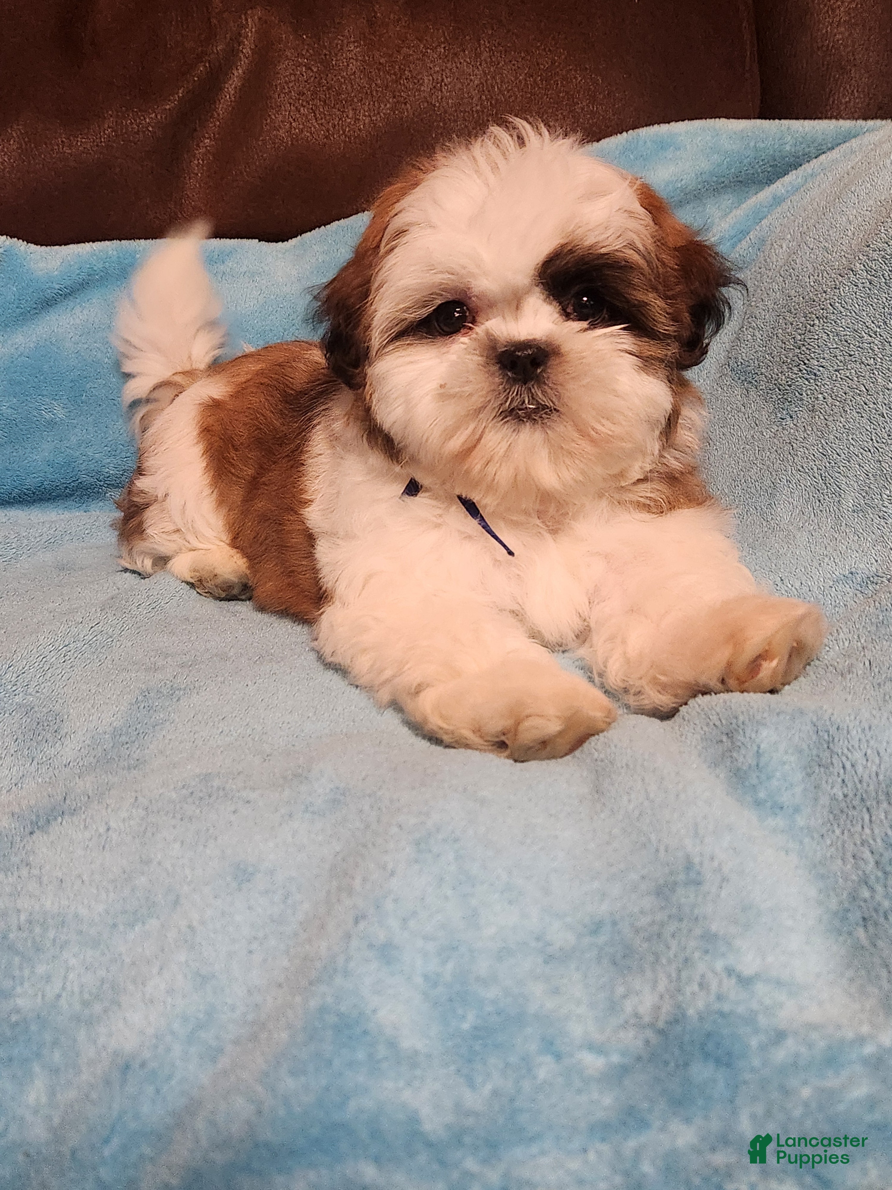 Shih Tzu dogs Shih Tzu Puppy 4 - Ad 7