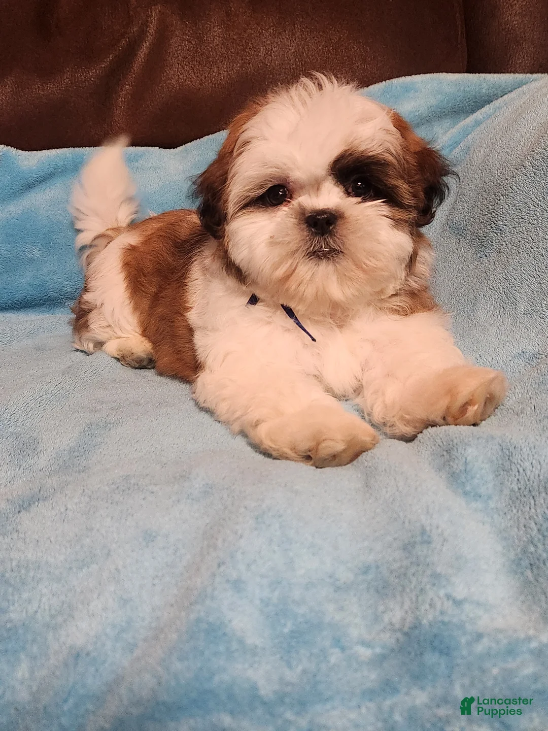 Shih Tzu dogs for sale: Shih Tzu Puppy 4 - Ad 1