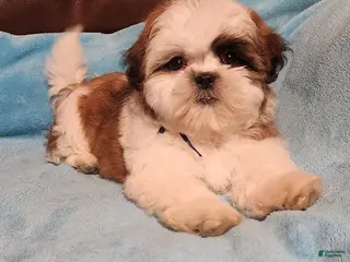 Shih Tzu dogs Shih Tzu Puppy 4 - Ad 12