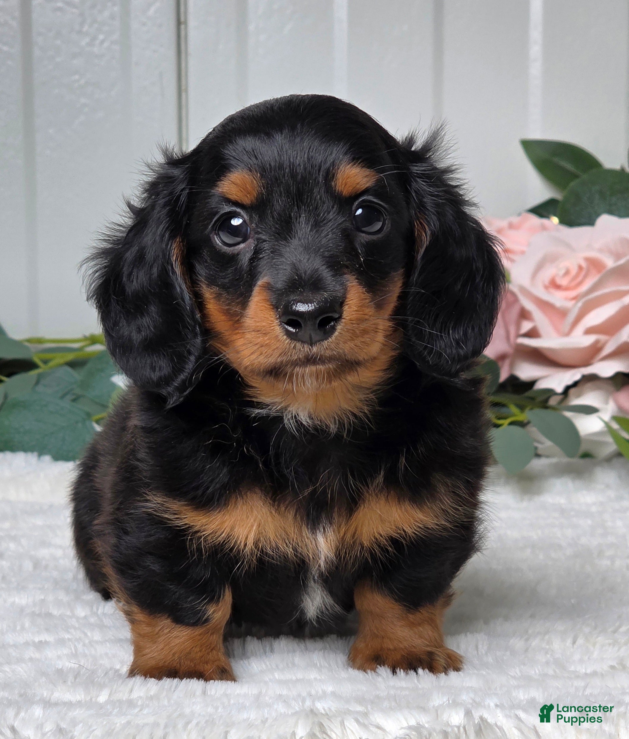 Miniature Dachshund dogs Rollie - Ad 2