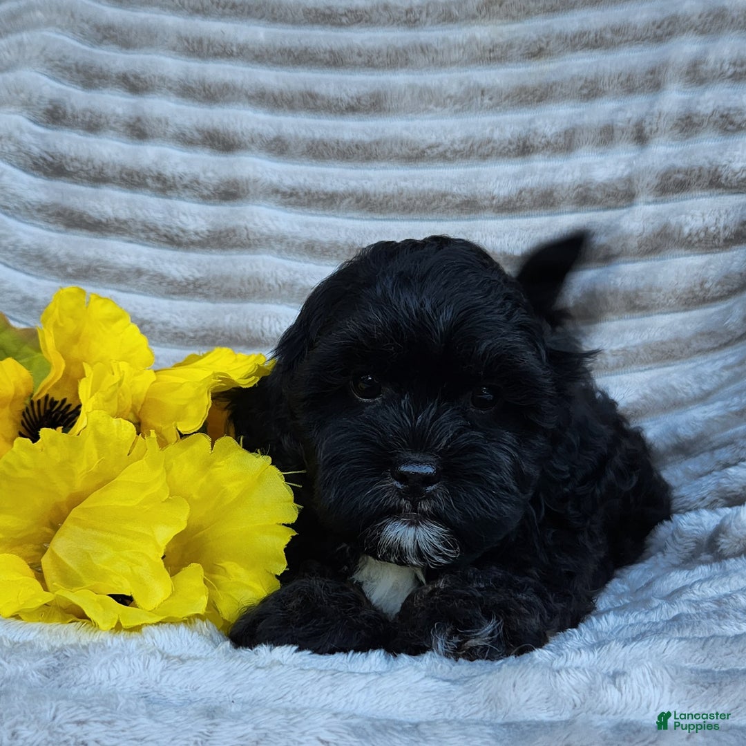 Shihpoo dogs for sale: Dallas - Ad 4