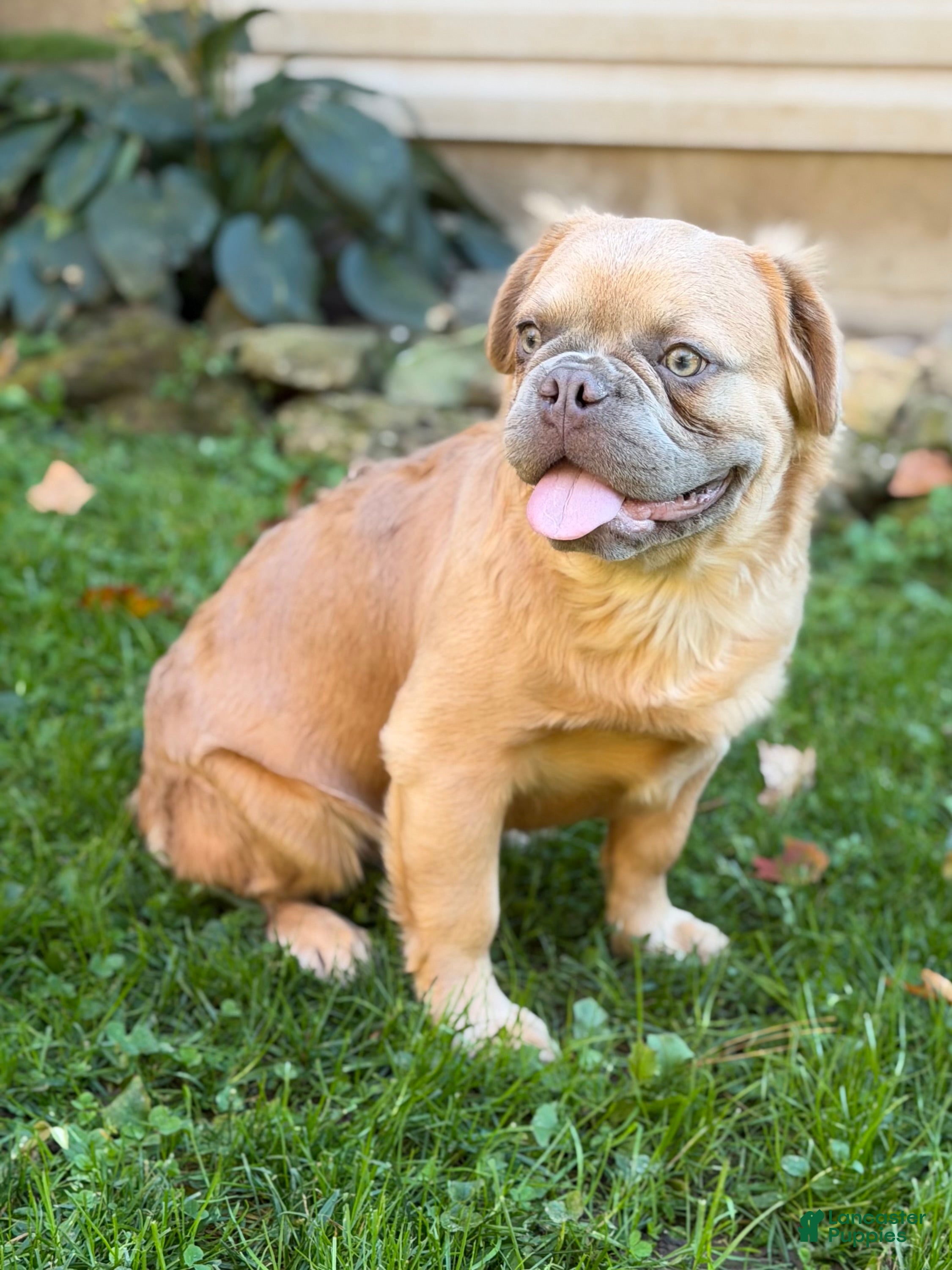 French Bulldog dogs for sale: Slate - Ad 2