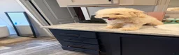 Mini Goldendoodle dogs for sale: Mini Goldendoodle 1 - Ad 3