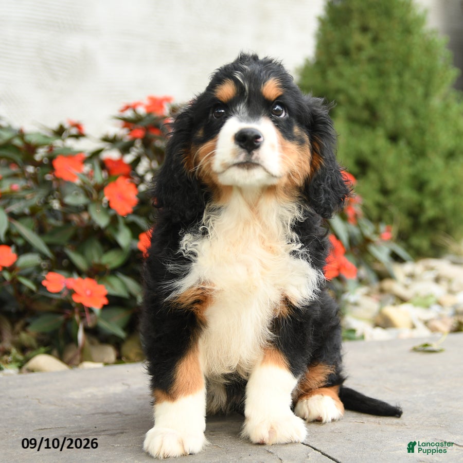 Miniature Bernese Mountain Dog dogs Helena - Ad 2