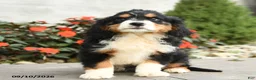 Miniature Bernese Mountain Dog dogs for sale: Helena - Ad 2