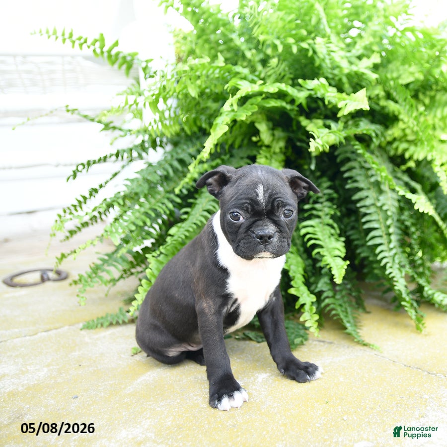 Boston Terrier dogs Molassas - Ad 2