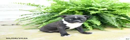 Boston Terrier dogs for sale: Molassas - Ad 2
