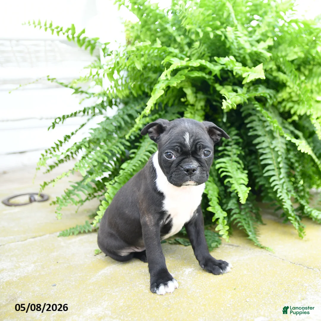 Boston Terrier dogs for sale: Molassas - Ad 2
