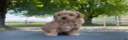 Miniature Poodle dogs for sale: Aaron Miniature Poodle Puppy  - Ad 9