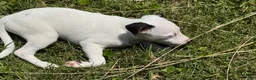 Jack Russell Terrier dogs for sale: Snoopy - Ad 5