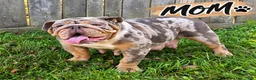 English Bulldog dogs for sale: THOMAS - Ad 5