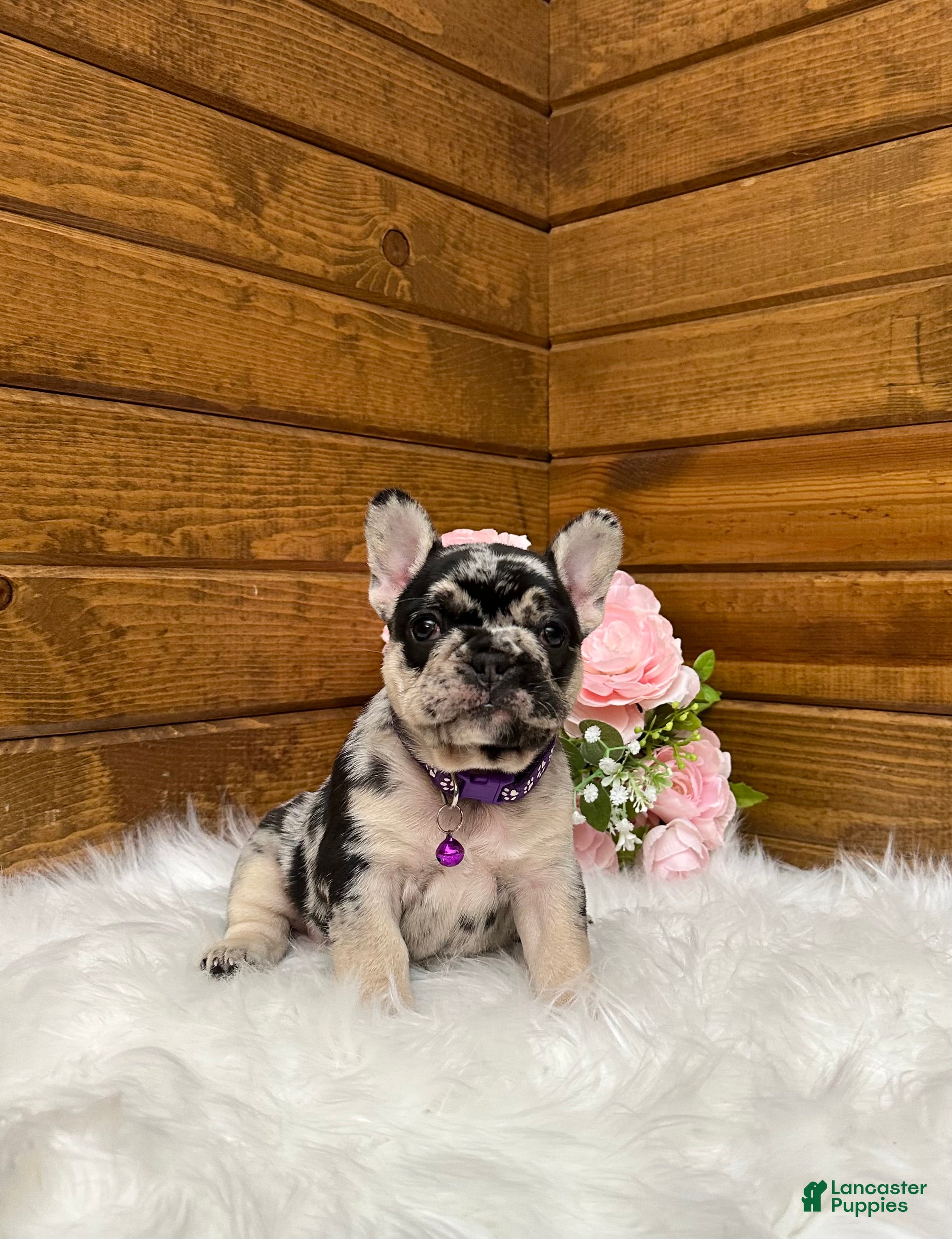 French Bulldog dogs Avery - Ad 1