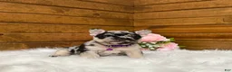 French Bulldog dogs for sale: Avery - Ad 1