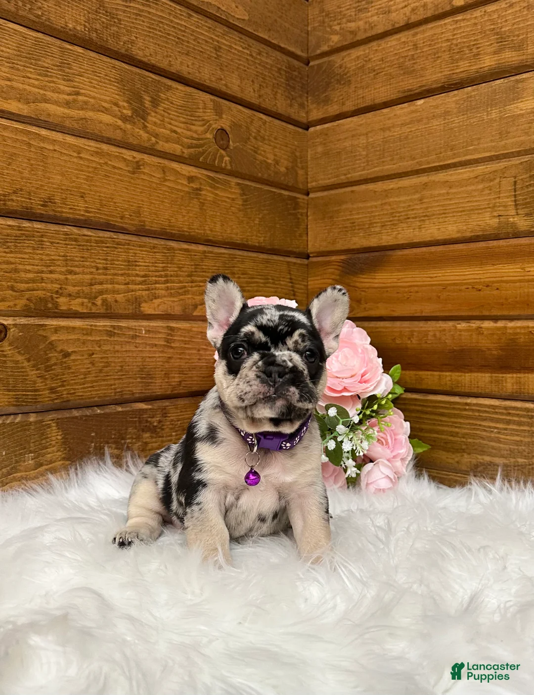 French Bulldog dogs for sale: Avery - Ad 1