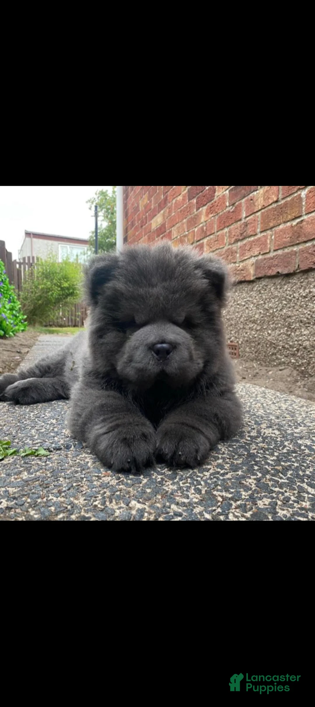 Chow Chow dogs for sale: Blue female  - Ad 1