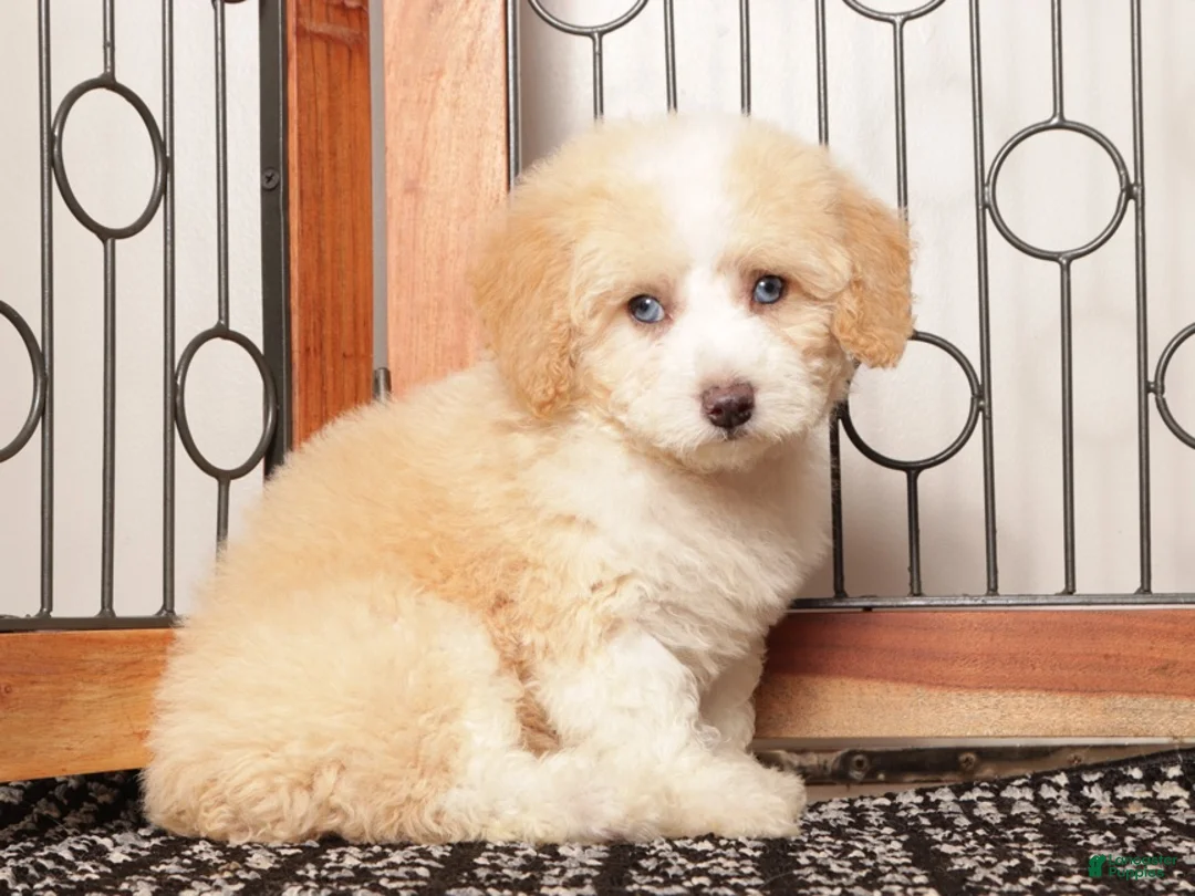 Maltipoo dogs for sale: Zeke -  - Ad 4