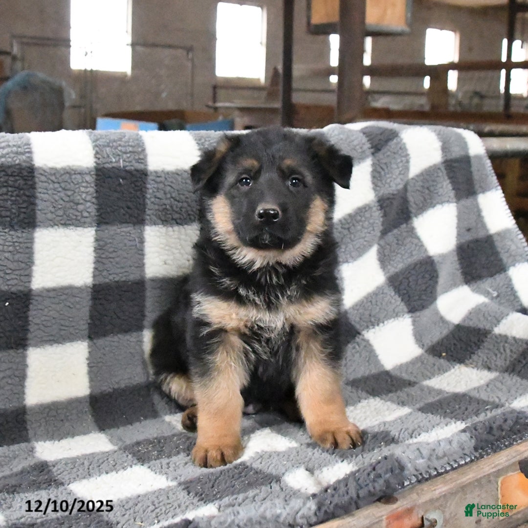 German Shepherd dogs for sale: Harley - Ad 2